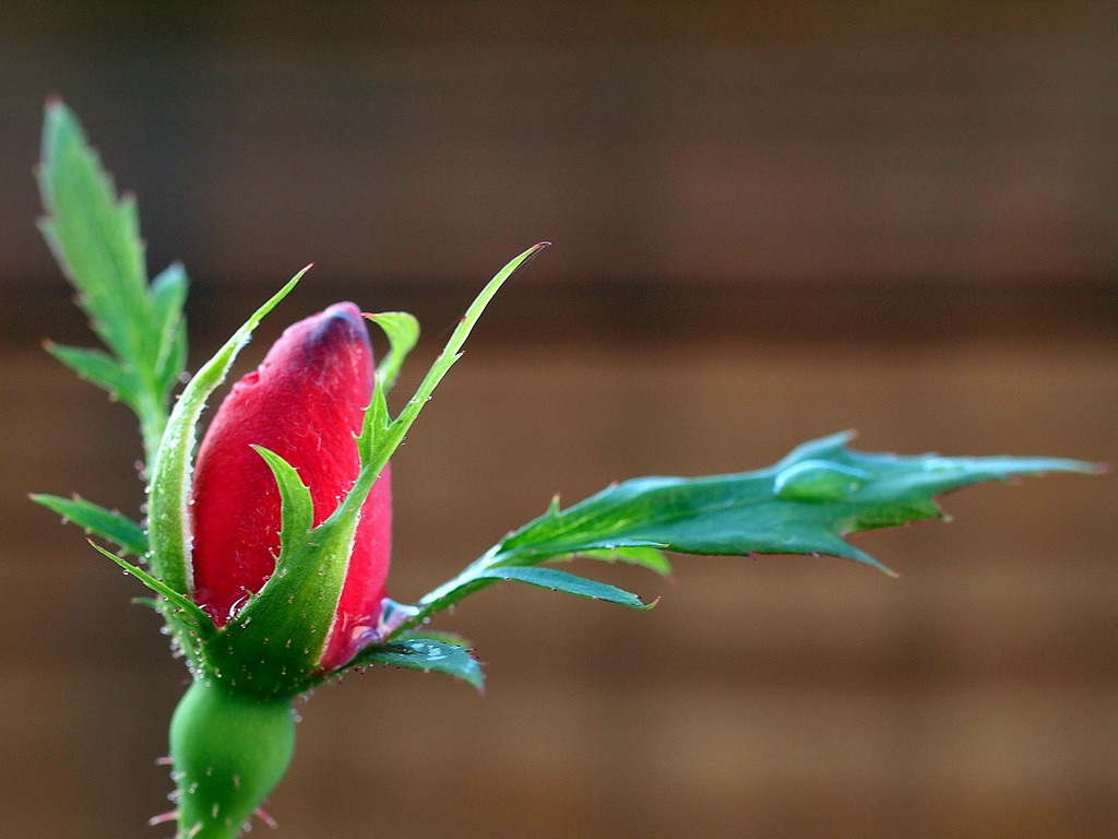 rose bud