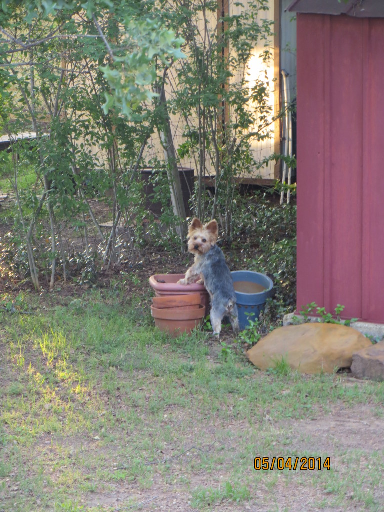 Roger at the flower pot